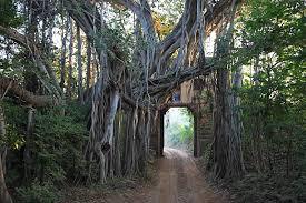Nature of forest Exam
