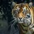 Animal Photographer of the Year