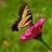 NATURE POETRY CONTEST