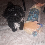 TOBY